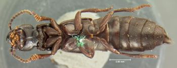 Media type: image;   Entomology 7274 Aspect: habitus ventral view